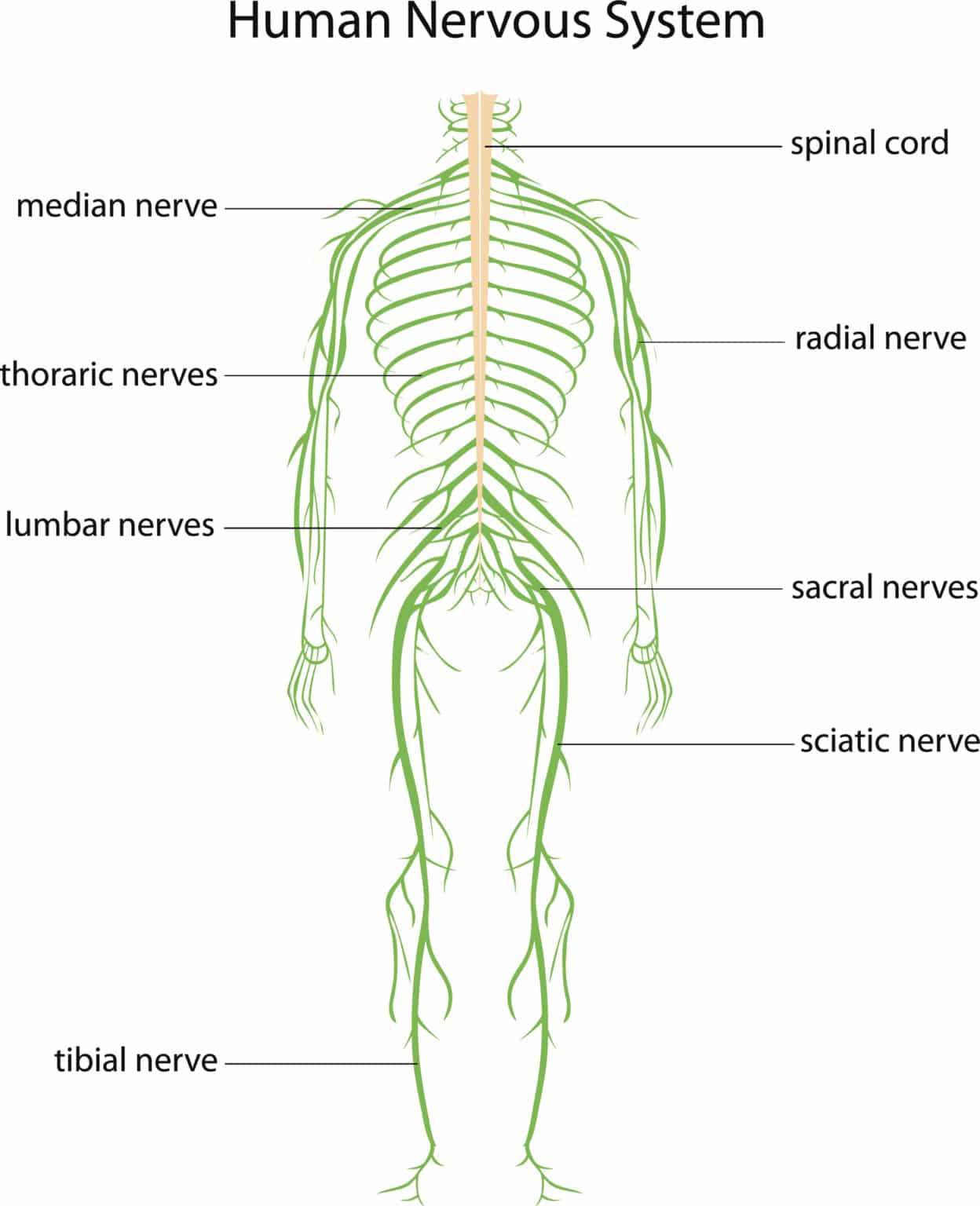 Nerve Pain | Spine, Body & Health